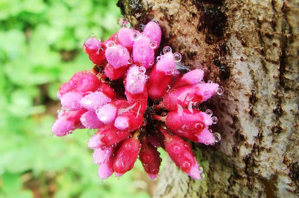 花,<strong>羊蹄</strong>甲属植物