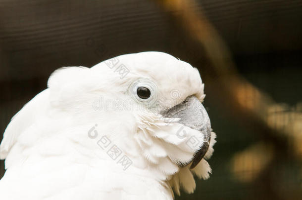 白色的美冠鹦鹉