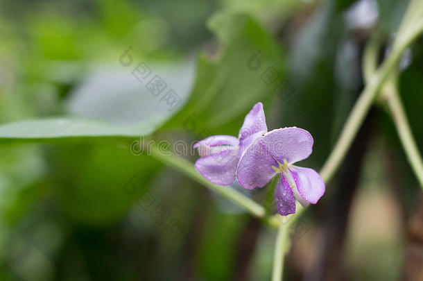 长的豆花