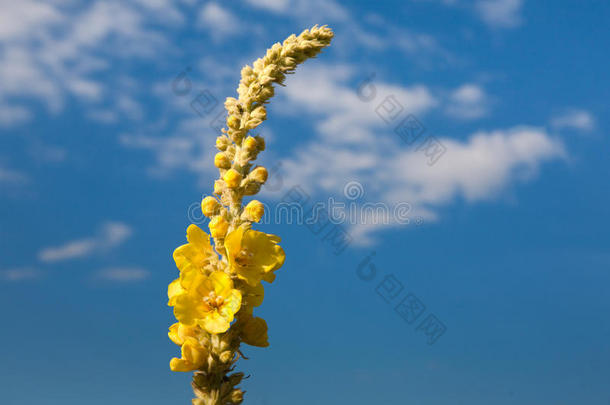 黄色的<strong>草木</strong>犀属植物花草在蓝色天背景,特写镜头