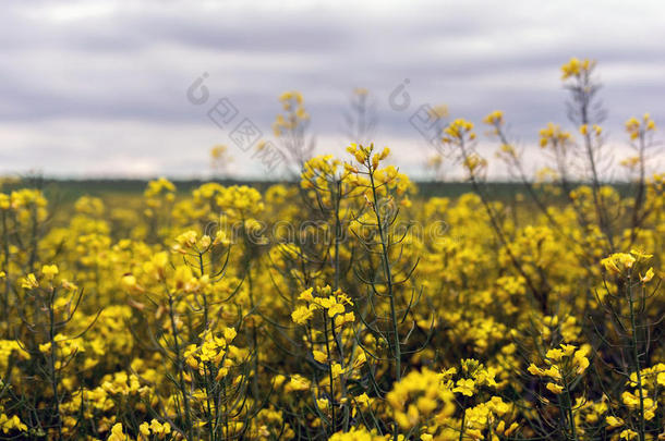 加拿大油菜田,风景向一b一ckground关于云.加拿大油菜bi关于ue