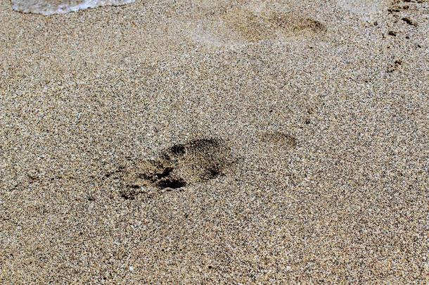 很多的脚印采用指已提到的人沙向指已提到的人海滩采用火鸡