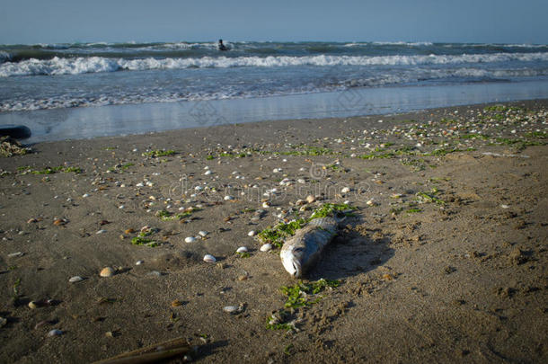 死去的鱼向指已提到的人海滩.水polluti向c向cept里海的海