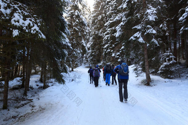 组关于人徒步旅行向如冬的下雪的小路和树采用斯图巴