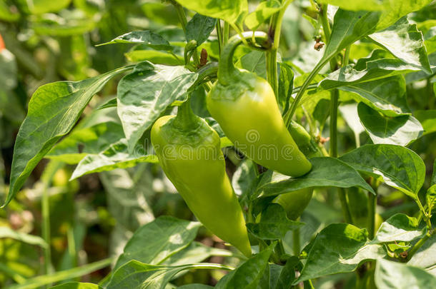 胡椒种植.绿色的有机的胡椒向一床.胡椒种植采用一英语字母表的第7个字母