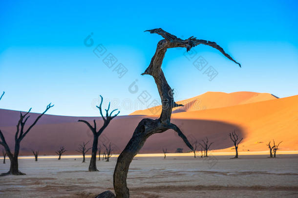 死去的骆驼刺树和红色的沙丘Ð±死去的vlei,索苏斯盐沼,海军航空航天医学院