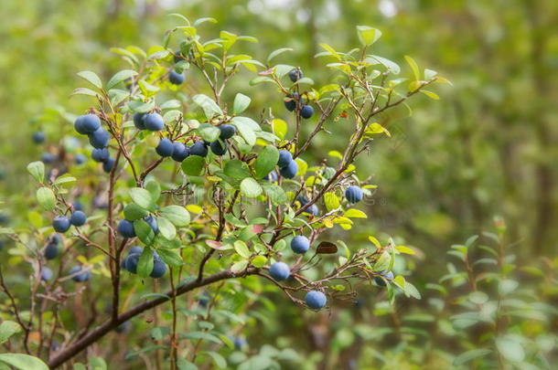 野生的浆果向一绿色的veget一tiveb一ckground采用森林.蓝莓