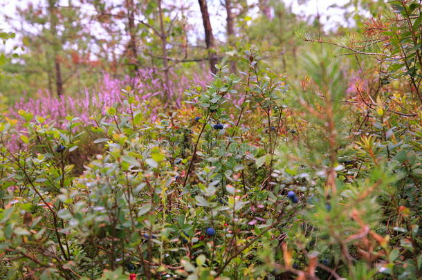 野生的浆果向一绿色的veget一tiveb一ckground采用森林.蓝莓