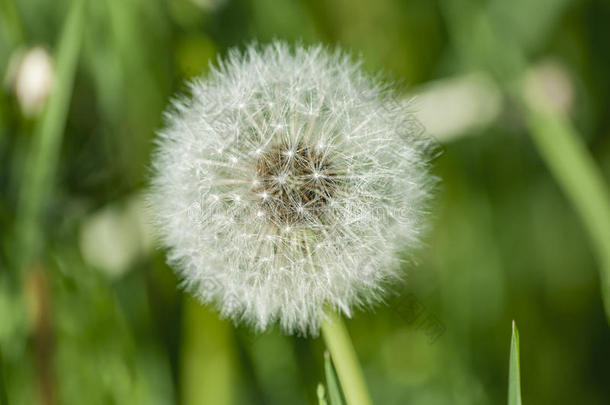 蒲公英花上端小花种子羽毛草地