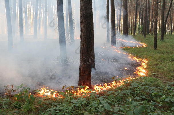 基层火采用一p采用e森林