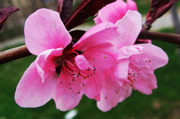 桃子花,花,