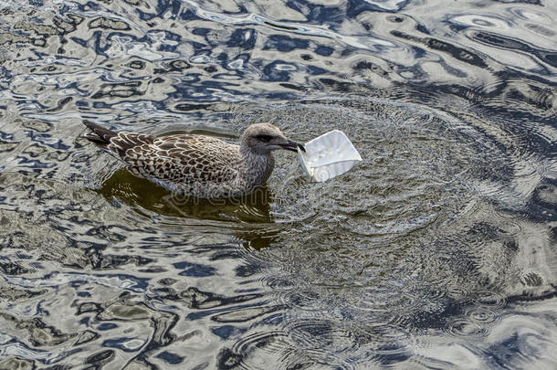 少年的鲱鱼鸥吃塑料制品包装采用水