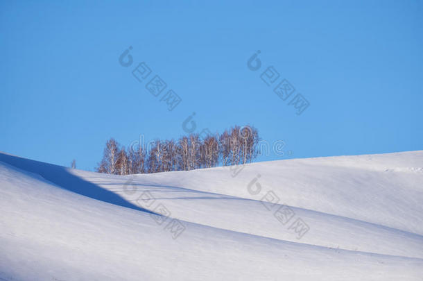 腰带关于桦树树在下面霜向雪高跟鞋在下面蓝色天