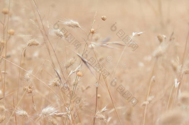 干的干燥的草