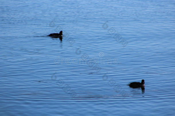 鸟游泳采用黄石色湖