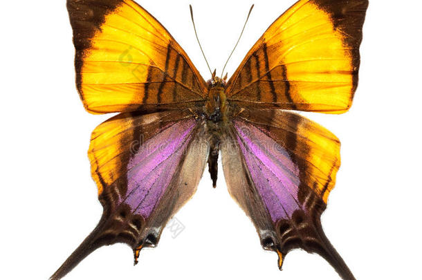玛辟西亚达格温燕尾状物蝴蝶