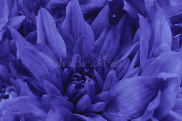 花的紫罗兰美丽的背景关于菊花.壁纸