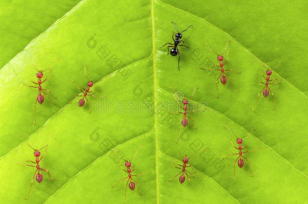 黑的蚂蚁经过红色的蚂蚁s向叶子