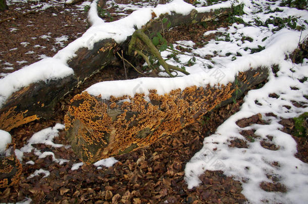 面包皮<strong>真菌</strong>向树和雪