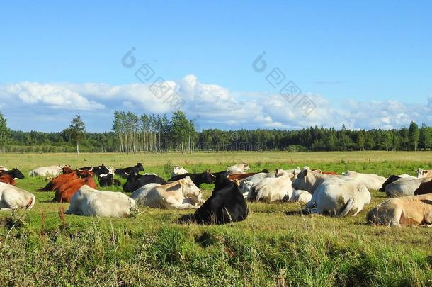 奶牛农场牧草地采用草地