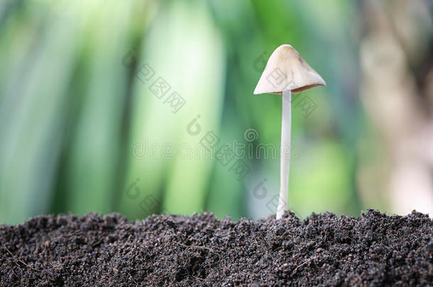 蘑菇中毒生长的向地面.
