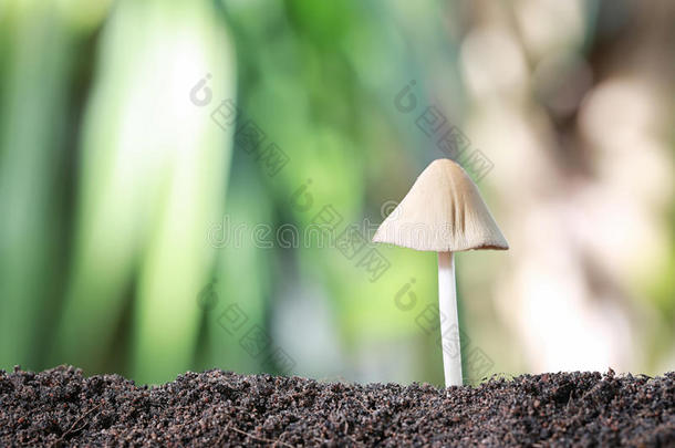 蘑菇中毒生长的向地面.