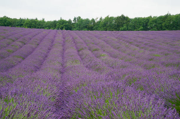 薰衣草田