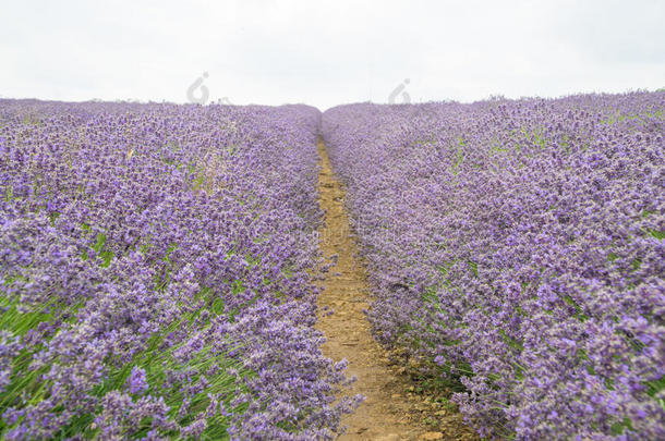 薰衣草田