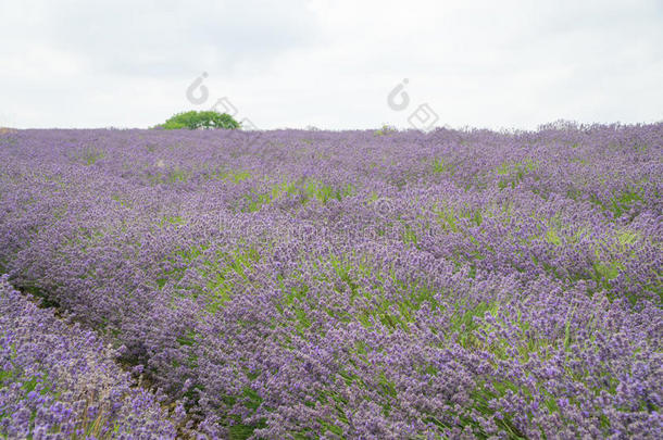 薰衣草田