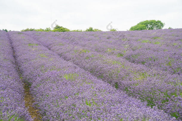 薰衣草田