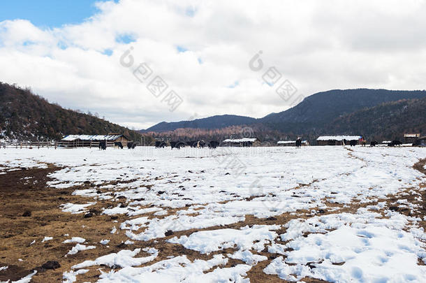 牦牛采用什卡雪Mounta采用采用云南云南,Ch采用a