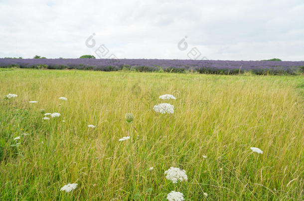 野生的花采用一田一t夏季