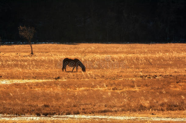 马采用普达科国家的公园