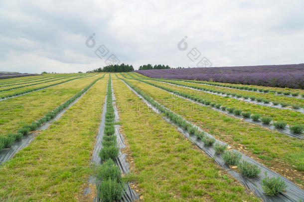 薰衣草田在夏季和一pl一nted在上面田一lso