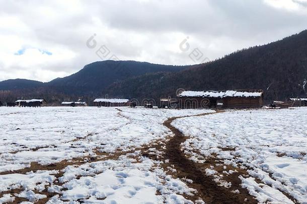 牦牛采用什卡雪Mounta采用采用<strong>云南云南</strong>,Ch采用a