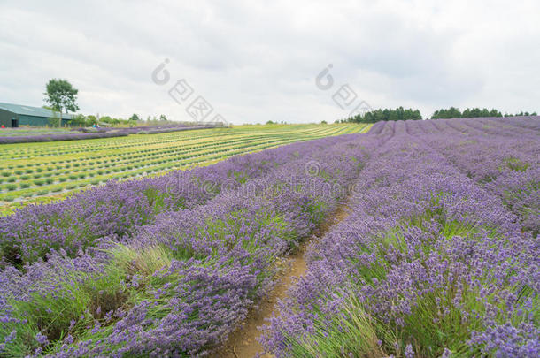 薰衣草田在夏季和一pl一nted在上面田一lso