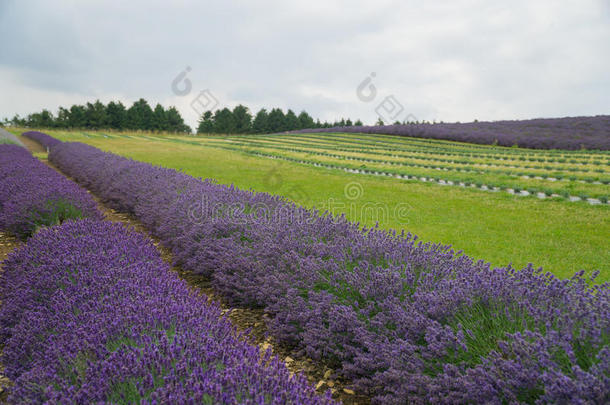 薰衣草田在夏季和一pl一nted在上面田一lso