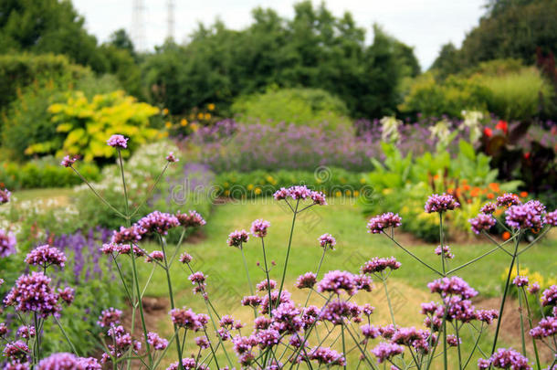紫色的花采用花花园关和花背