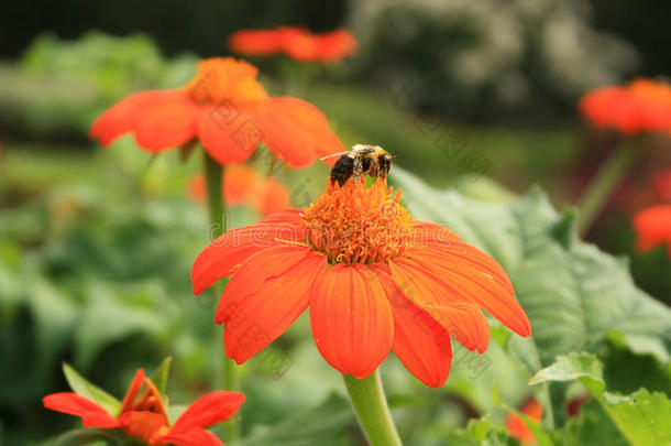 桔子花和蜜蜂采用中心