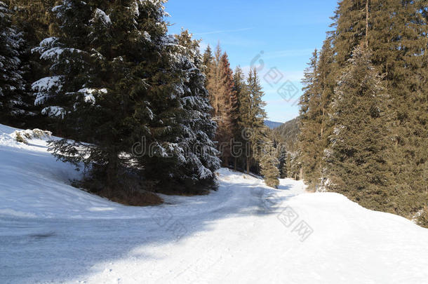 如冬的下雪的小路和树采用<strong>吐司</strong>alkali-treatedlipopolysaccharide碱处理的脂多糖mounta采用s