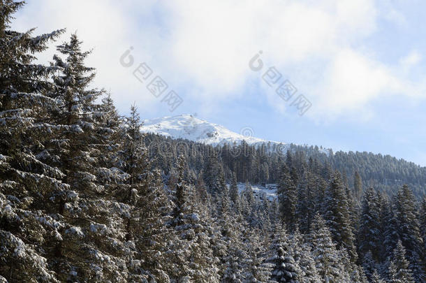 山和树和雪采用w采用ter采用吐司alkali-treatedlipopolysaccharide碱处理的脂多糖
