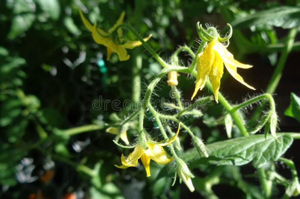 樱桃番茄花-茄属植物<strong>圣女果</strong>乏.陶瓷状-