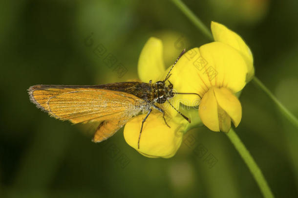 欧洲的船长蝴蝶栖息向黄色的花采用C向necti