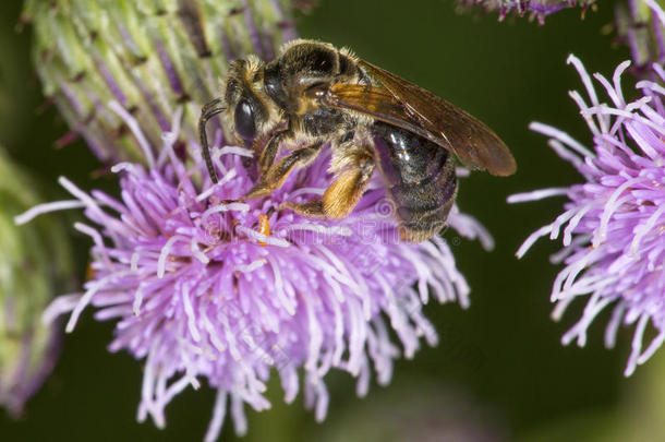采矿蜜蜂探索的为花蜜向一紫色的蓟花.