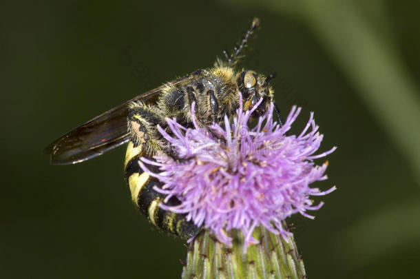 伤寒杆菌黄蜂探索的为花蜜向一紫色的蓟花.