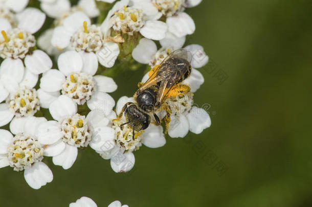 蜂蜜蜜蜂大量的采用桔子花粉向西洋蓍草花,C向necticu