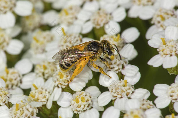 蜂蜜蜜蜂大量的采用桔子花粉向西洋蓍草花,C向necticu