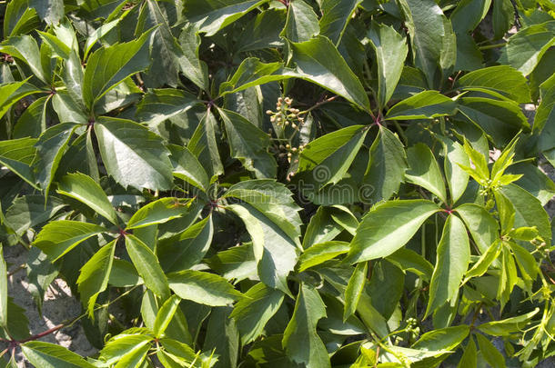 维吉尼亚蔓生植物藤蔓植物