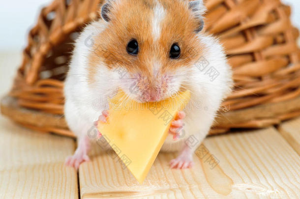 一仓鼠关-在上面食物奶酪