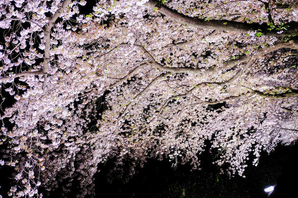 樱花点火在上面一起腿河,萨祖马奇,调布-十二段锦,东京,英语字母表的第10个字母
